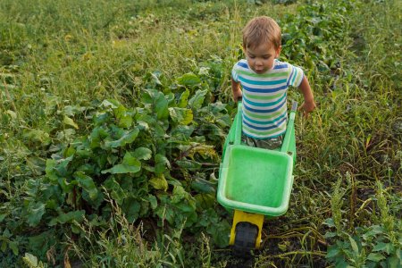 Photo for A little boy enthusiastically harvests in a wheelbarrow in the field. Blonde little boy with a wheelbarrow in domestic garden. Little boy helper. - Royalty Free Image