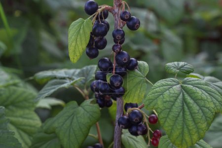 Photo for Black currant on a branch close-up, the background is blurred. Fruit garden. Organic garden without chemicals. Healthy food, weight loss, diet. Berries on a blurred background. Hoizontal orientation. Selective focus. - Royalty Free Image