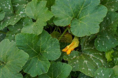 Photo for Zucchini flower in green foliage. Zucchini plant. Zucchini flower. Blooming zucchini on a sunny day. - Royalty Free Image