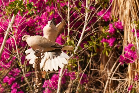 Photo for Wild pigeons among pink flowers. Two pigeon on flowering background. - Royalty Free Image