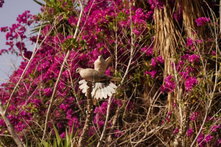 Photo for Wild pigeons among pink flowers. Two pigeon on flowering background. - Royalty Free Image