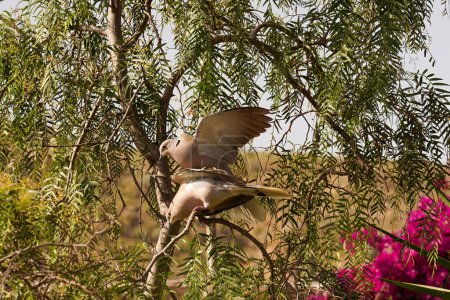 Foto de Paloma de roca o paloma de roca, o paloma común. Paloma india y paloma. - Imagen libre de derechos
