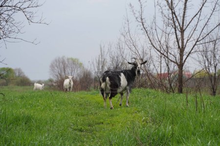 Goats, cows and sheep grazing in a grass field, on a farm animal sanctuary.