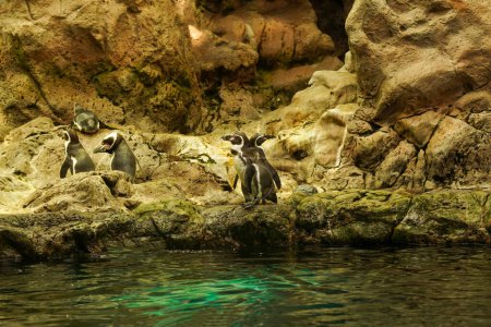 Téléchargez les photos : Beaux pingouins avec une poitrine blanche debout sur un rocher près de l'eau. - en image libre de droit