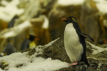 Photo for A wise old king penguin with gray eyebrows looks into the distance. - Royalty Free Image