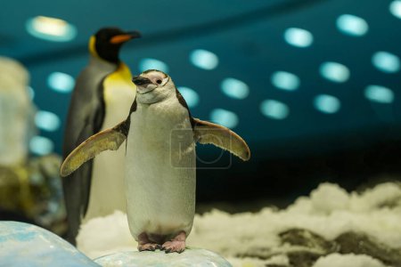 Téléchargez les photos : Un petit pingouin royal se dresse fièrement sur une montagne glacée, écarte ses nageoires. - en image libre de droit