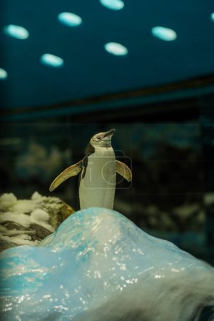 Téléchargez les photos : Un petit pingouin royal se dresse fièrement sur une montagne glacée, écarte ses nageoires. - en image libre de droit