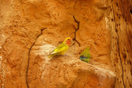 Foto de Loros amarillos y verdes sentados en una roca en un día de verano - Imagen libre de derechos