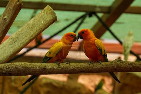 Téléchargez les photos : Deux perroquets colorés perchés sur une branche - en image libre de droit