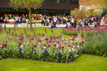 Photo for Lisse, NETHERLANDS - April 23, 2023: Photo of Royal Park of Keukenhof. Flowering flower bed. Keukenhof is one of the world's largest flower gardens - Royalty Free Image
