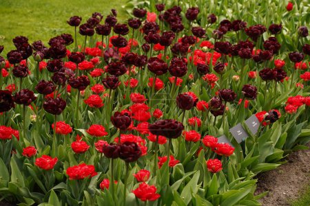 Photo for Lisse, NETHERLANDS - April 23, 2023: Photo of Royal Park of Keukenhof. Flowering flower bed. Keukenhof is one of the world's largest flower gardens - Royalty Free Image