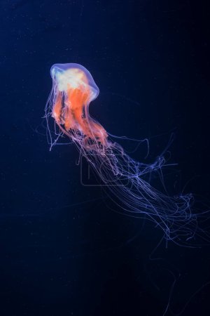A single orange jellyfish glides elegantly through the dark blue waters of the ocean, with long trailing tentacles. Graceful Orange Jellyfish Floating in Darkness.