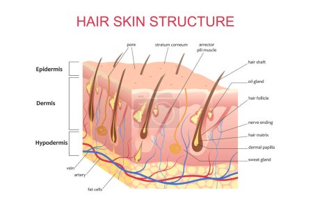 Ilustración de Estructura 3D del cuero cabelludo de la piel del cabello, educación anatómica infografía información cartel vector ilustración - Imagen libre de derechos