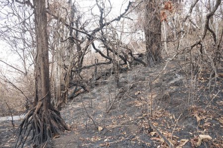 Landschaft nach Waldbrand in Indonesien