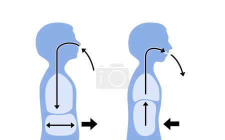 Téléchargez les illustrations : Isolé du corps humain lorsqu'il respire et respire dans un style vectoriel plat. - en licence libre de droit