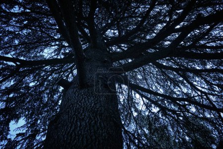 Téléchargez les photos : Vue du bas d'un grand arbre contre un ciel bleu foncé. Traitement d'image sombre. Horreur tonifiant. - en image libre de droit