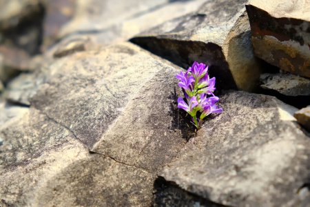 Téléchargez les photos : Gros plan d'une belle fleur violette sauvage poussant parmi les rochers nus. Image conceptuelle de force et de résilience. Concentration sélective. - en image libre de droit