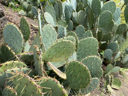 Gros plan de grandes feuilles de cactus vert épineux. Sur fond de falaises de pierre.