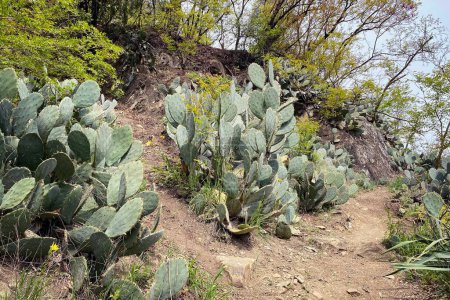Gros plan de grandes feuilles de cactus vert épineux. Sur fond de falaises de pierre et de forêt.