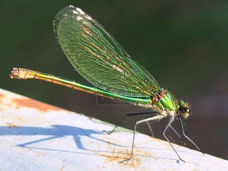 close-up of a beautiful green dragonfly