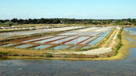 Salt marshes of Mullembourg on the island of Noirmoutier, known as the island of mimosa, in Vendee, in western France, on the Atlantic coast