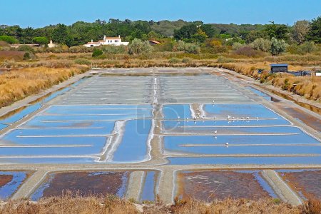 Salzwiesen von Mullembourg auf der Insel Noirmoutier, bekannt als Insel der Mimosen, in Vendee, in Westfrankreich, an der Atlantikküste