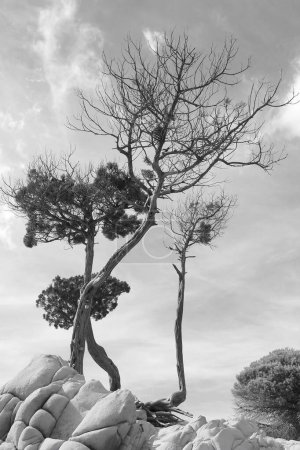 Téléchargez les photos : Photo en noir et blanc des superbes pins marins surplombant la plage de Saint Cyprien, près de Porto-Vecchio, une très belle ville située en Corse, surnommée l "île de Beauté au cœur de la mer Méditerranée - en image libre de droit