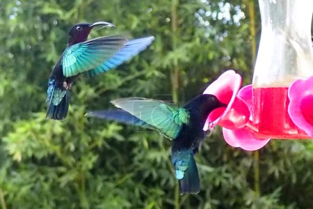 Le colibri est un très petit oiseau capable de voler vers l'arrière, qui se nourrit principalement du nectar des fleurs et qui vit sur la belle île de la Martinique Madinina en créole surnommée l'île des fleurs. Les Antilles françaises. FWI