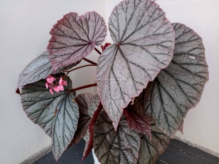 Téléchargez les photos : Begonia as a decorative foliage - en image libre de droit