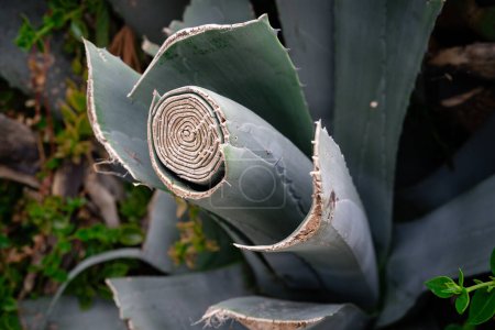 Detailed view of an Aloe Vera plants spiral pattern with its characteristic fleshy, thorny leaves. 