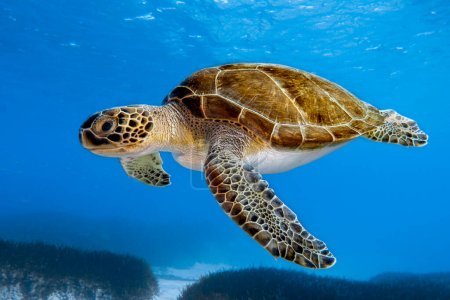 A magnificent green sea turtle cruising the blue waters of the Mediterranean Sea.