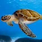 A magnificent green sea turtle cruising the blue waters of the Mediterranean Sea.
