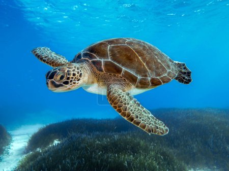 Téléchargez les photos : A beautiful green sea turtle swimming above sea grass meadows in the sea of Ayia Napa, Cyprus. - en image libre de droit