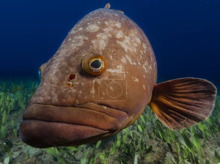 Foto de A curious grouper fish looking at the photographer - Epinephelus marginatus - Imagen libre de derechos
