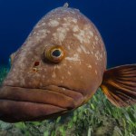              A curious grouper fish looking at the photographer - Epinephelus marginatus             