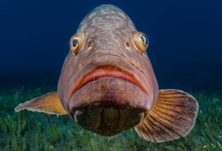                       Close up shot of a Dusky Mediterranean grouper         