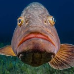                       Close up shot of a Dusky Mediterranean grouper         