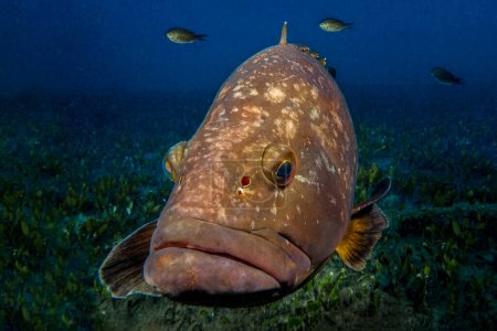 Téléchargez les photos : Dusky Mediterranean grouper from the island of Cyprus - en image libre de droit