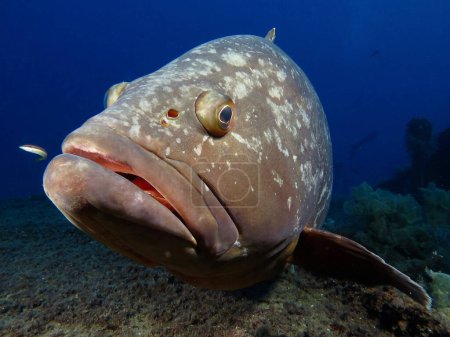 Foto de Epinephelus marginatus - Dusky Mediterranean grouper - Imagen libre de derechos