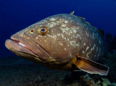 Photo for Dusky Mediterranean grouper from the island of Cyprus. - Royalty Free Image