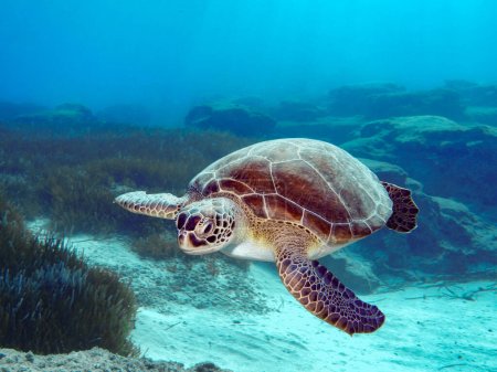 Téléchargez les photos : A young female green sea turtle from Cyprus swimming among Posidonia meadows - en image libre de droit