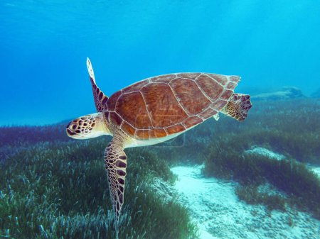 Téléchargez les photos : A young female green sea turtle from Cyprus cruising in the crystal clear sea - en image libre de droit