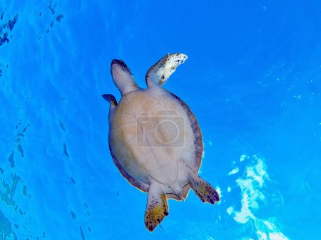 A green sea turtle heading to the surface 