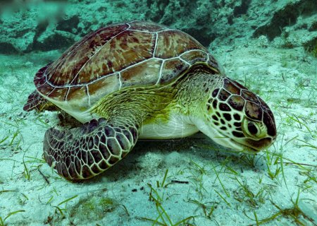Téléchargez les photos : Green sea turtle having breakfast - en image libre de droit