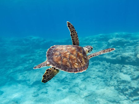 Photo for A female green sea turtle cruising through crystal clear water in Cyprus - Royalty Free Image
