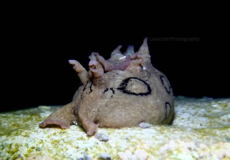 Spotted sea hare from Cyprus 