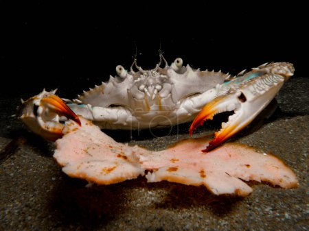 African blue swimming crab eating lunch - Portunus segnis