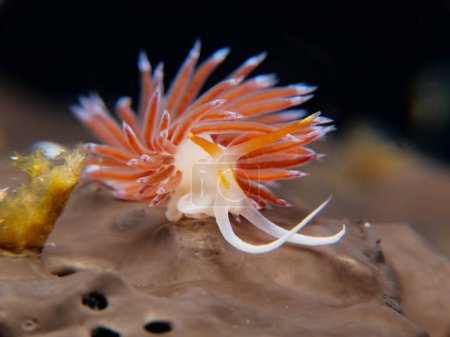 Nudibranch cratena peregrina on a brown sea sponge