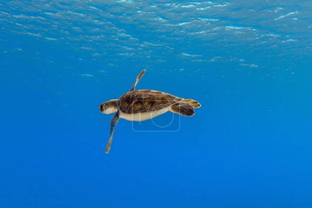 Photo for Mid-water flight in the Mediterranean Sea - Royalty Free Image