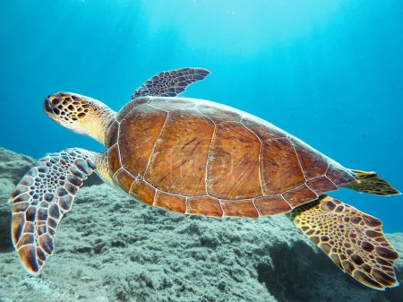 Eine prächtige grüne Meeresschildkröte aus Zypern